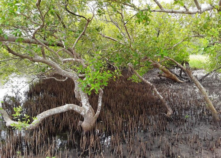 Kwalen maakunnan rannan mangrovemetsiä hoidetaan.