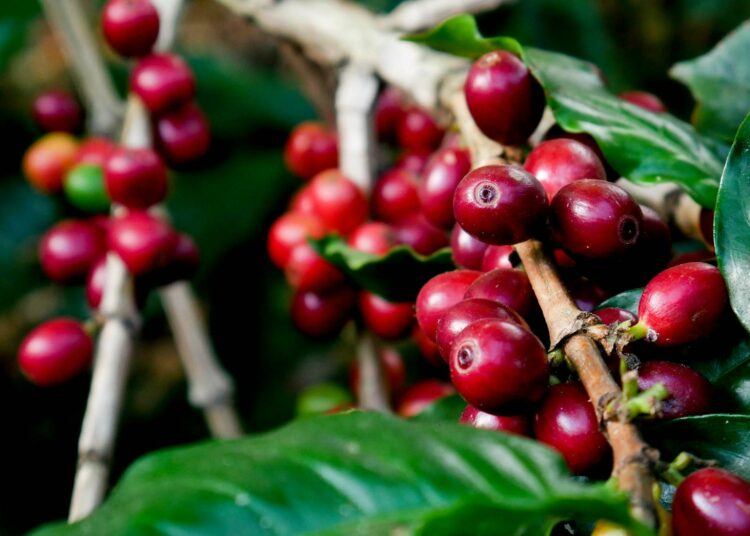 Yhden hehtaarin kahviviljelmän sopeuttaminen ilmastonmuutokseen maksaa keskimäärin noin kaksi euroa päivässä. Se on vähemmän kuin kupillinen kahvia maksaa monissa maissa.