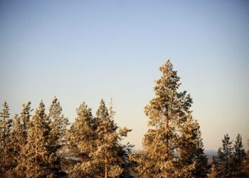 Puuhun ja paperiin liittyvät toimialat eli koko metsäklusteri on ryhtynyt mittavaan ponnistukseen vääntääkseen alan uuteen nousuun.
