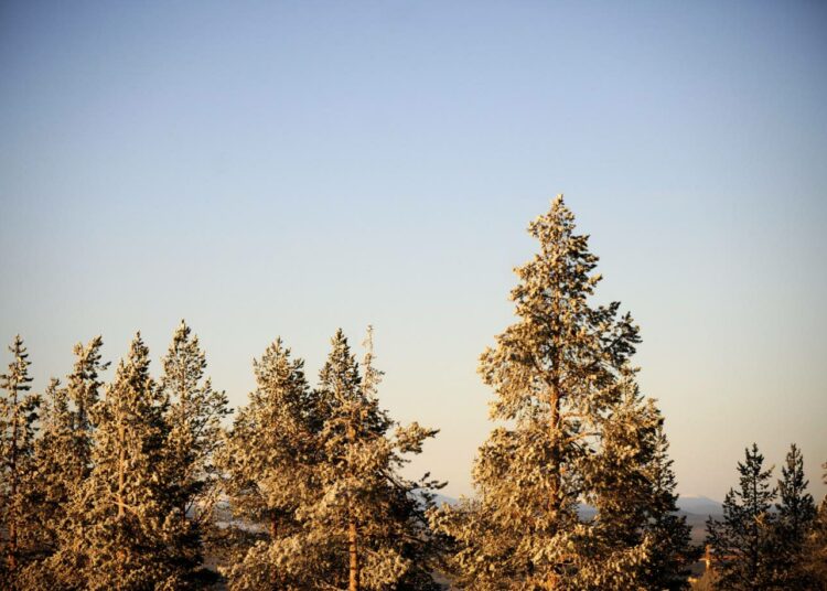 Puuhun ja paperiin liittyvät toimialat eli koko metsäklusteri on ryhtynyt mittavaan ponnistukseen vääntääkseen alan uuteen nousuun.