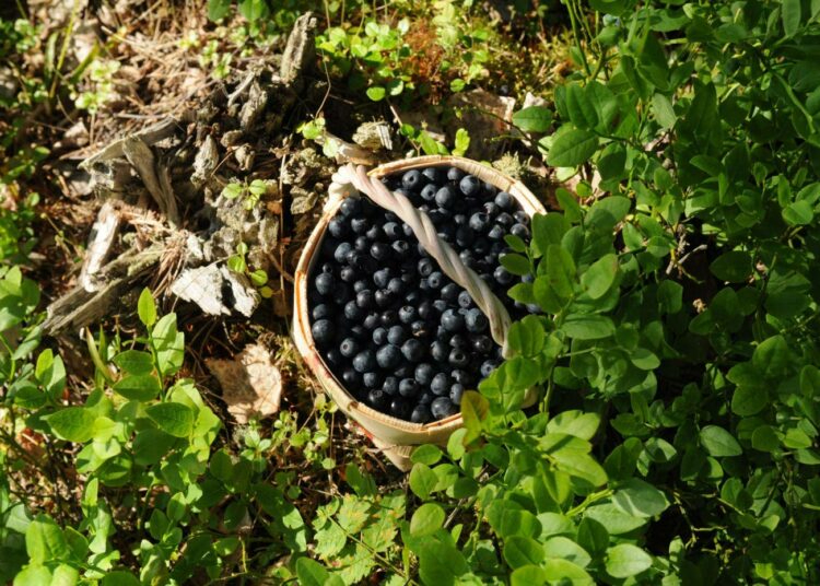 Yli puolet väestöstä poimii mustikoita tai puolukoita ainakin kerran vuodessa.