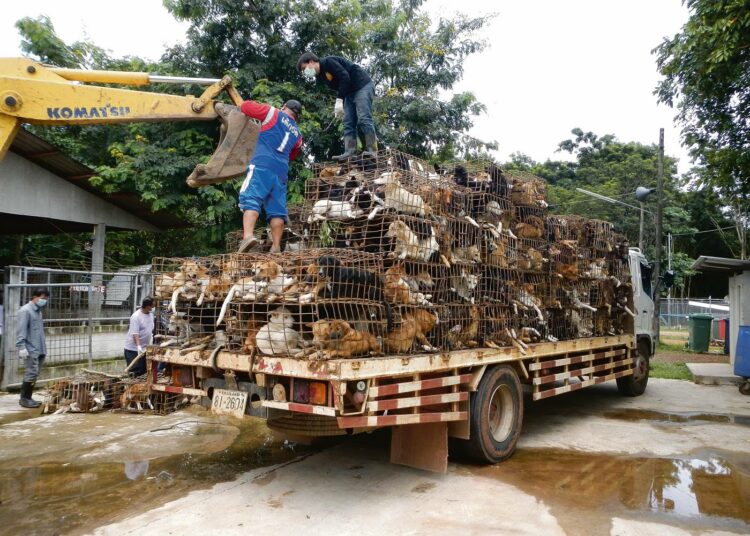 Thaimaan poliisi on yhdessä eläinsuojelujärjestöjen kanssa pysäyttänyt monta kuorma-autollista koiria matkalla Vietnamia kohti.