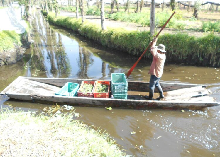 Viljelijä kuljettaa tuotteitaan keinosaarien välisessä kanavassa Xochimilcossa Meksikon pääkaupunkiseudulla.