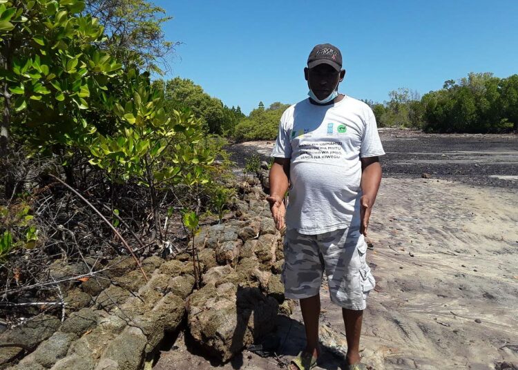 Tällä paikalla seisoi ennen hotelli, joka johti merkittävään metsäkatoon. Yhteisön kampanjointi sai hotelliyrittäjän väistymään ja tekemään tilaa mangrovelle.