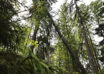 Luonnon monimuotoisuus ei ole vain ympäristökysymys.