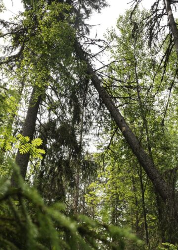 Luonnon monimuotoisuus ei ole vain ympäristökysymys.