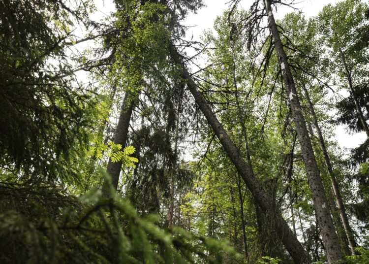 Luonnon monimuotoisuus ei ole vain ympäristökysymys.