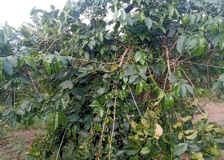 Ruandan eteläosassa viljelty Maraba-kahvi tunnetaan täyteläisestä maustaan ja korkeasta laadustaan, ja se on yksi erikoiskahvimarkkinoiden arvostetuista kahveista.