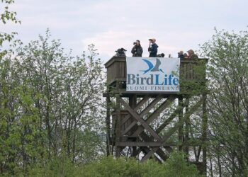 Tornien taistossa on mukana yli 300 lintutornia etelärannikolta Lappiin.