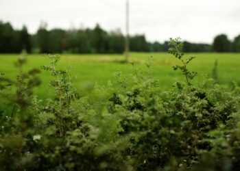 Tutkija Sampo Soimakallion mukaan peltojen käytön kohdalla kuulee harvoin puhuttavan hiilivelasta.