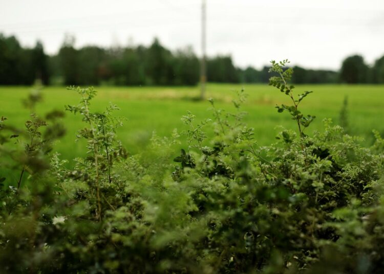 Tutkija Sampo Soimakallion mukaan peltojen käytön kohdalla kuulee harvoin puhuttavan hiilivelasta.