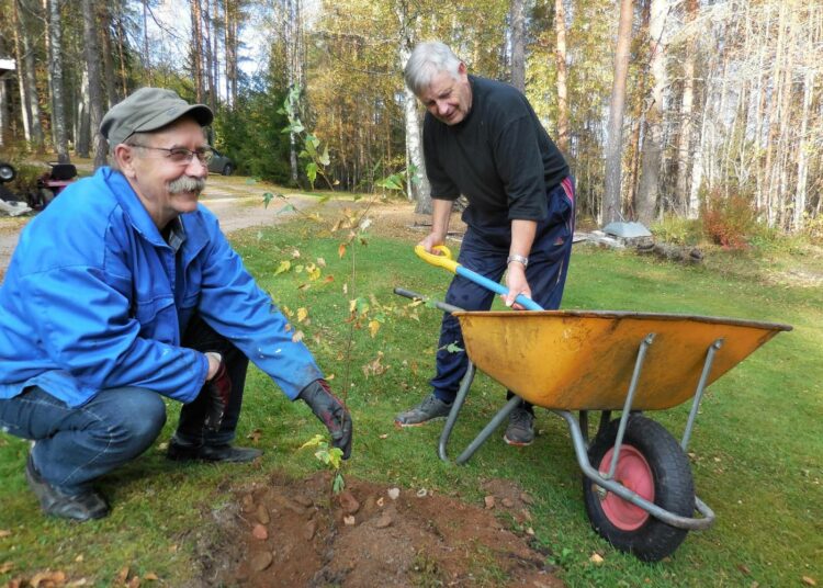 Vasemmistoliiton Loimaan kaupunginvaltuutetut  Hannu Gustafsson ja Lauri Tiainen istuttivat loimaankoivun Mellilän Huovintiellä lapsuutensa yhteiselle pihamaalle.