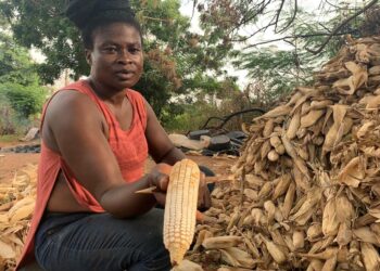 Adwoa Frimpomaah, pienviljelijä Ghanan Bonon itäalueelta, on lapsineen joutunut syömään todennäköisesti aflatoksiinien myrkyttämää maissia.