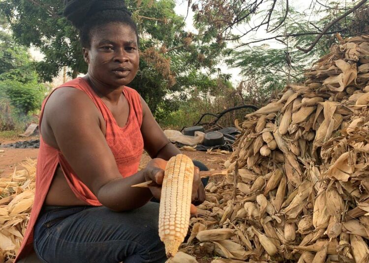 Adwoa Frimpomaah, pienviljelijä Ghanan Bonon itäalueelta, on lapsineen joutunut syömään todennäköisesti aflatoksiinien myrkyttämää maissia.