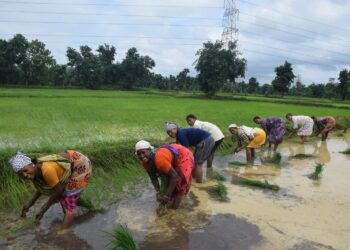 Intian kawar-kansaan kuuluva Jam Bai (punaisissa) istuttaa sukulaistensa ja naapuriensa avustuksella riisiä peltoon, jonka hän sai pitkän kamppailun jälkeen omistukseensa. Intialainen Navdanya-liike uskoo ekologiseen pienviljelyyn maailman ruokaturvan pelastajana.