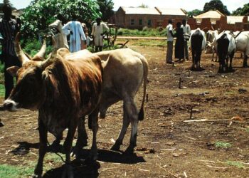 Karjamarkkinat Waussa, Etelä-Sudanissa.