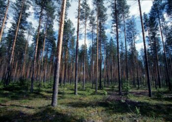 Suomen ei pitäisi mennä niin usein EU:n selän taakse piiloon, arvostelee vasemmistoliitto aikeita yhtiöittää Metsähallitus. EU ei edes vaadi yhtiöittämistä.