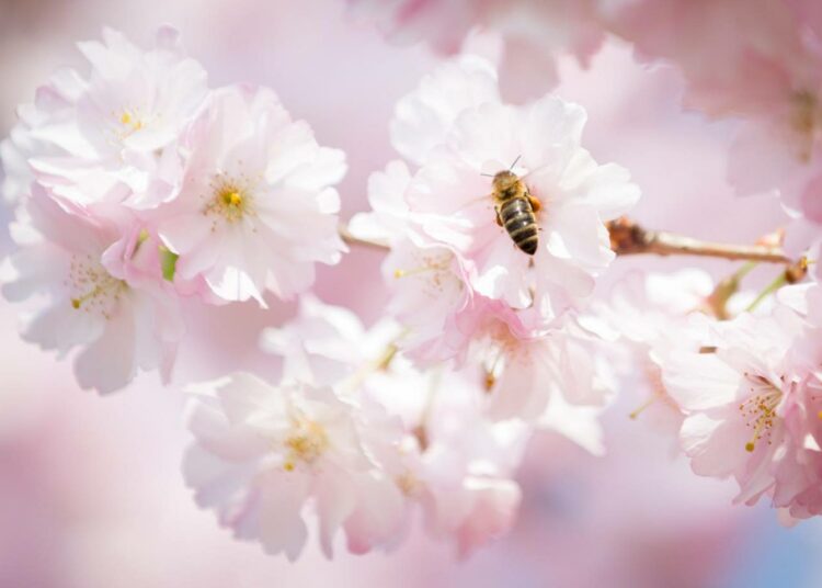 Mehiläisten ja muiden pölyttäjien kato on jo pitkään herättänyt huolestumista.