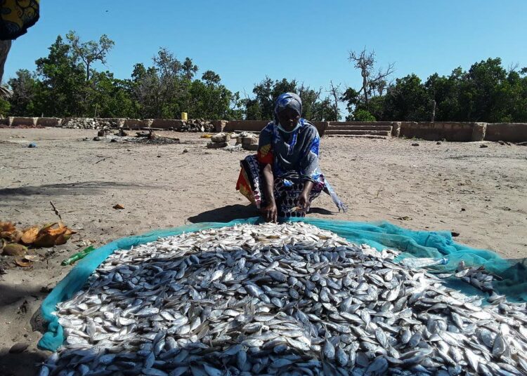 Kassim Zara sanoo kalakantojen olevan kasvussa samaa tahtia mangroven suojelun ja ennallistamispyrkimysten kanssa.