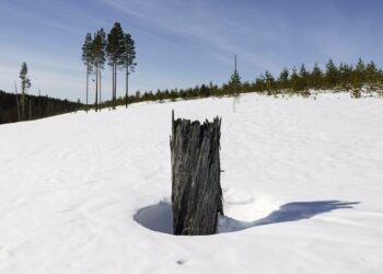 Avohakkuualue Kuhmossa huhtikuussa 2023.