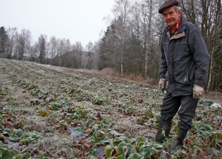 Kauko Heiskasen mansikkapellolta on uraanitutkimusalueelle noin kilometrin matka. – Täällä ei enää kuule kaivosta puolustelevia puheita, kun tieto haitoista on lisääntynyt. Vakavin on uhka pohjavesille.