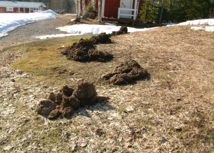 Myyräkoloja keväisellä nurmella.