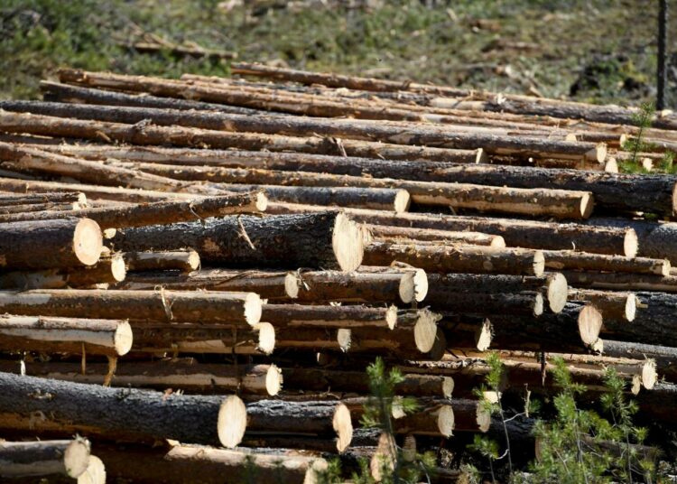 Europarlamentissa puhutaan nyt metsien käytöstä ja ilmastopolitiikasta.