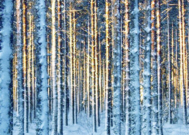Suomen metsistä pitäisi suojella vähintään 17 prosenttia ja heikentyneitä elinympäristöjä pitäisi ennallistaa eli palauttaa kohti luonnontilaa 15 prosenttia, sanoo WWF.