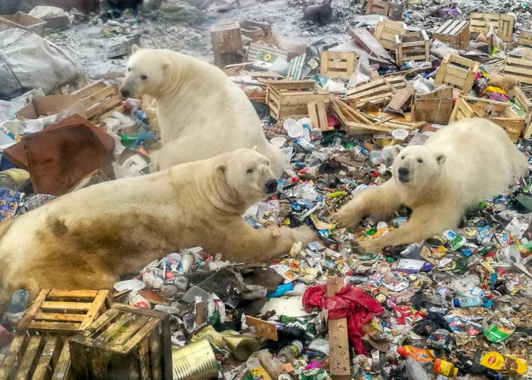 Jääkarhut etsivät ruokaa kaatopaikalla Pohjois-Venäjällä.
