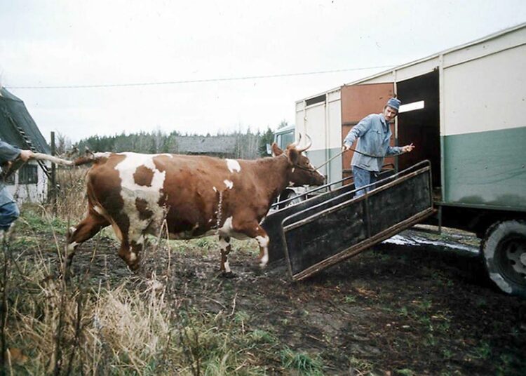 Lehmä meni teurastamolle 11.11.1974.