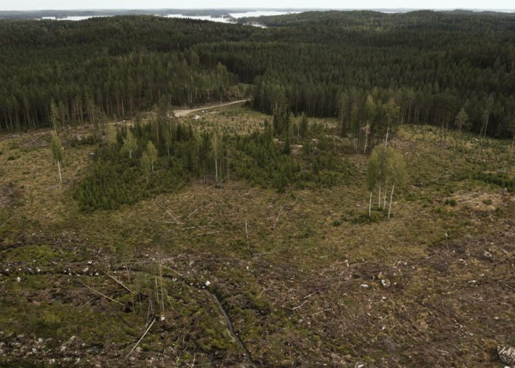Avohakkuualue Mikkelissä. Luontokadon pysäyttäminen on systeeminen yhteiskunnallinen haaste, totesivat ministeriöt tulevaisuuskatsauksessaan syyskuussa.