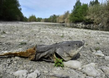 Kaakkois-Ranskassa Agly-joen pinta on laskenut kuivuuden vuoksi. Ranskan hallitus on julistanut osaan maata kriisitilan kuivuuden vuoksi.