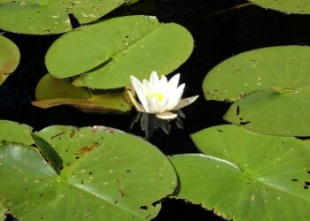 Komission esitykset muun muassa heikentäisivät entisestään vesien suojelua.