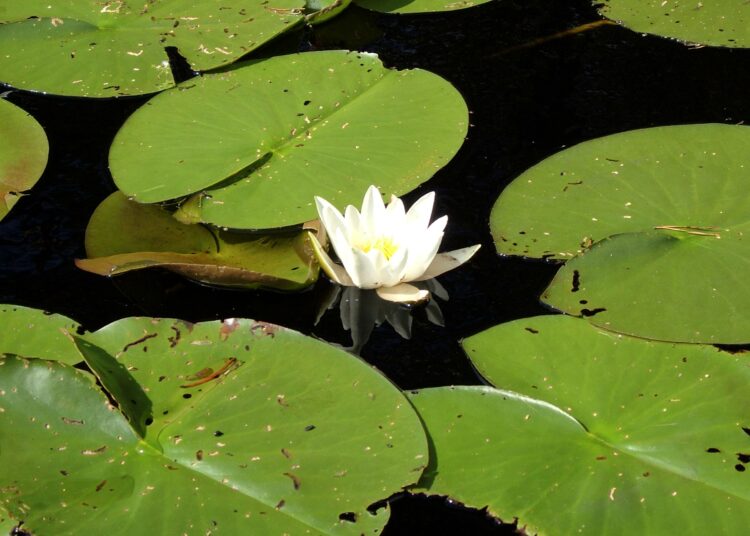 Komission esitykset muun muassa heikentäisivät entisestään vesien suojelua.