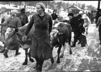 Heli Kanasen tutkimuksen mukaan siirtolaisväen sopeutuminen ei sujunut läheskään niin mutkattomasti kuin tähän asti on kansallisessa historiankuvassa uskoteltu.