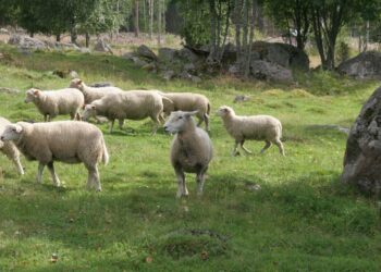Lampaita kasvatetaan luonnonmukaisesti joka viidennellä lammastilalla. Södra Rönnas Gårdissa lampaat laiduntavat haassa.