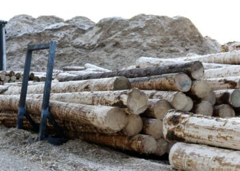 Metsähallitus pyrkii metsureistaan eroon teettääkseen työtä ulkomaisilla alihankkijoilla, väittää Puuliitto.