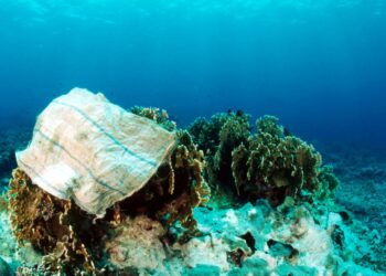 Muovipussi koralliriutan päällä. Kuva on Tyyneltä valtamereltä.