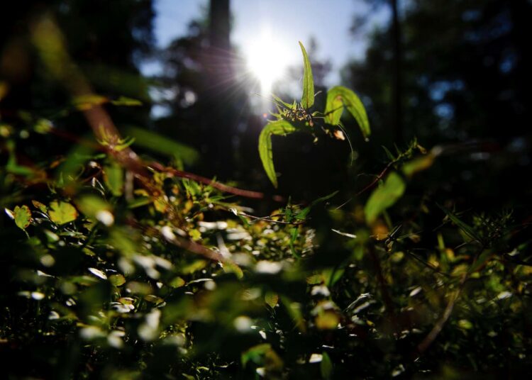 Vasemmistoliiton mukaan Garden Helsinki tärvelee Keskuspuistoa.