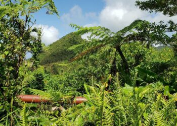 Metsien suojelu oli maailmanlaajuisen ilmastoäänestyksen osanottajien suosituin ilmastotoimi. Kuvassa Dominican saarivaltion metsää.