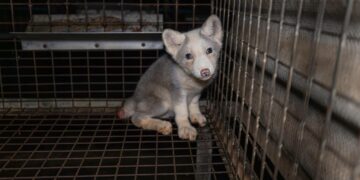 Ketun poikanen puolalaiselle turkistarhalla.