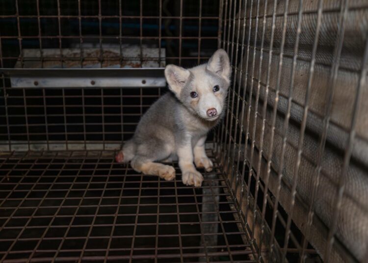 Ketun poikanen puolalaiselle turkistarhalla.