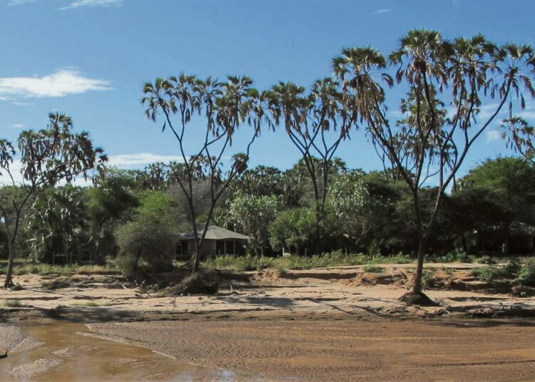 Metsien häviäminen on saatu pysäytettyä. Kuva Samburun kansallispuistosta.