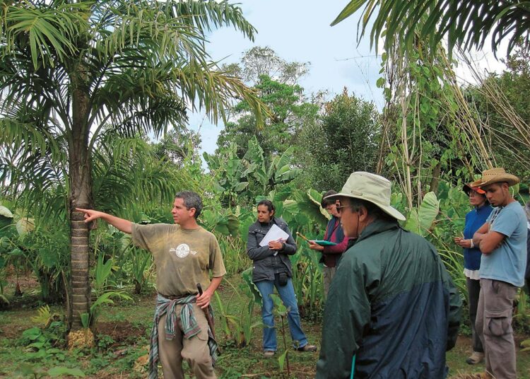Ricardo Romero esittelee hiiltä sitovia monivuotisia viljelmiään. Viljelmät tuottavat valkuaista (monivuotiset pavut), hiilihydraatteja (banaani, persikkapalmu ja jamssin sukuinen ”ilmaperuna”) ja rasvoja (makademiapähkinä).