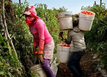 Paulina, 15, ja hänen 12-vuotias veljensä Pablo Angel osallistuvat perheensä mukana tomaattien poimintaan Meksikon Sinaloassa.