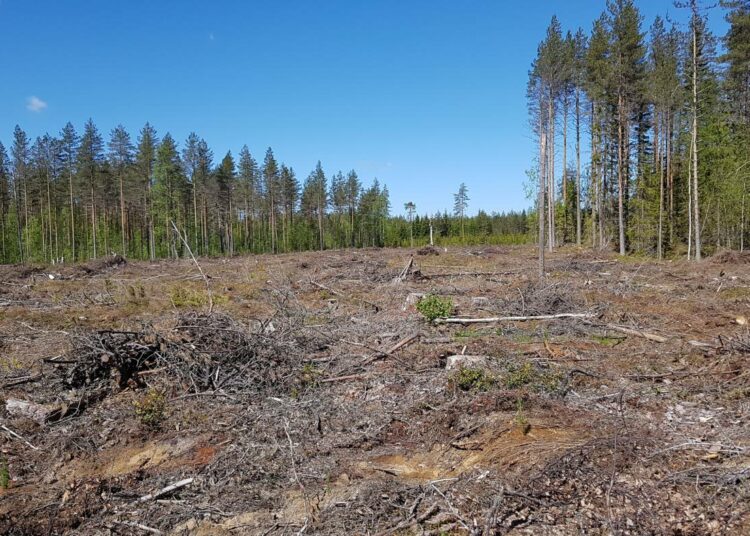 Suometsien raivaus ja metsämaalle rakentaminen on lopetettava. Suomen on noudatettava LULUCF-asetusta, toteaa Luonnonsuojeluliitto.
