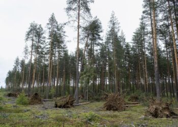 Päivö-myrsky kaatoi puita Joensuussa heinäkuun 1. päivänä.