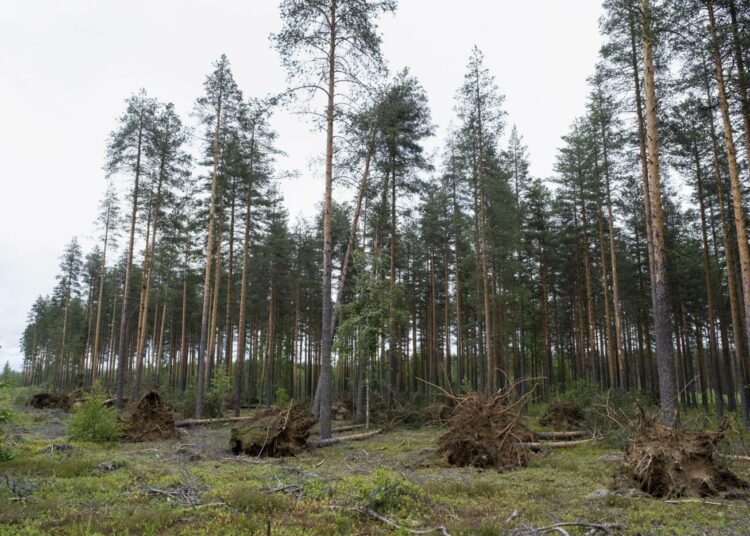 Päivö-myrsky kaatoi puita Joensuussa heinäkuun 1. päivänä.