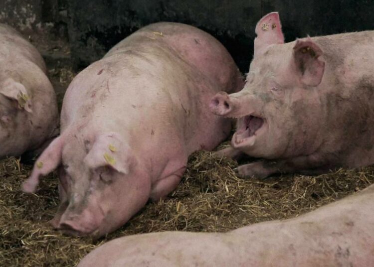 Eläinsuojelujärjestöjen mielestä sikojen eläinkuljetuksista syntyy eläimelle suunnatonta tuskaa ja kärsimystä.