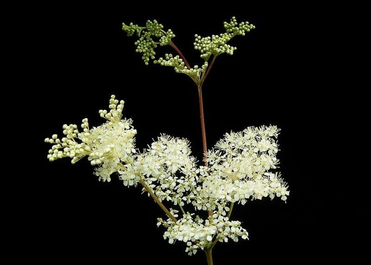 Mesiangervo (Filipendula ulmaria) kuuluu vanhoihin kosteikkoyrtteihin.